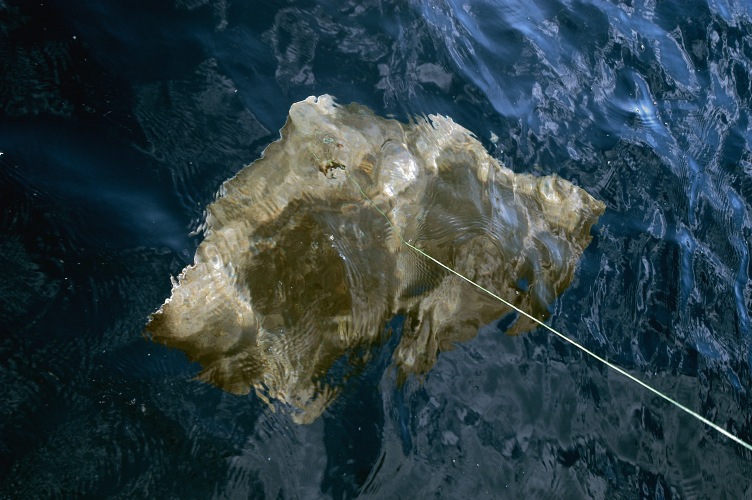 Butterfly Ray at surface