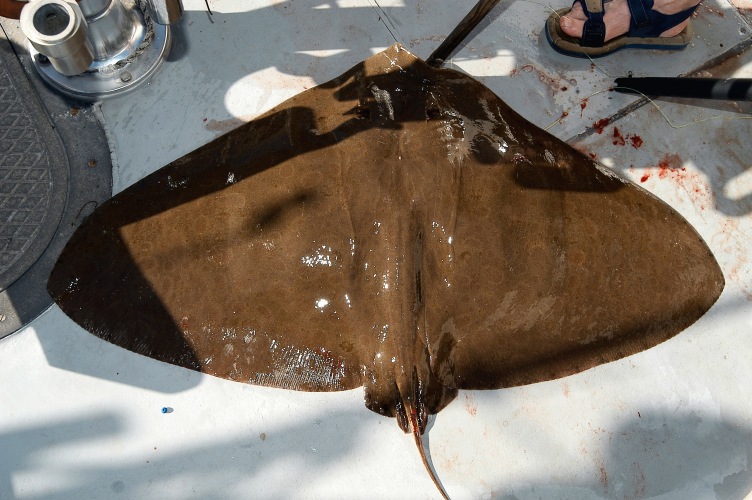 Butterfly Ray
