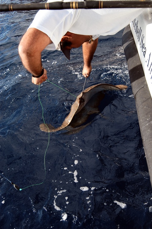 Disgorging Ray in water