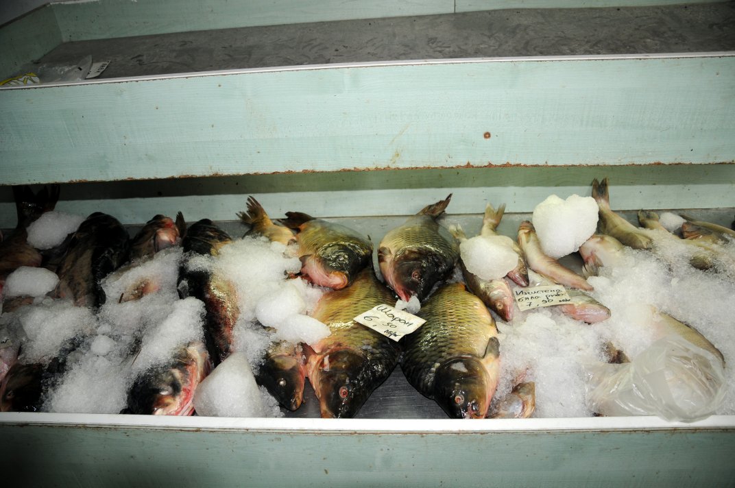 Fishmongers Carp