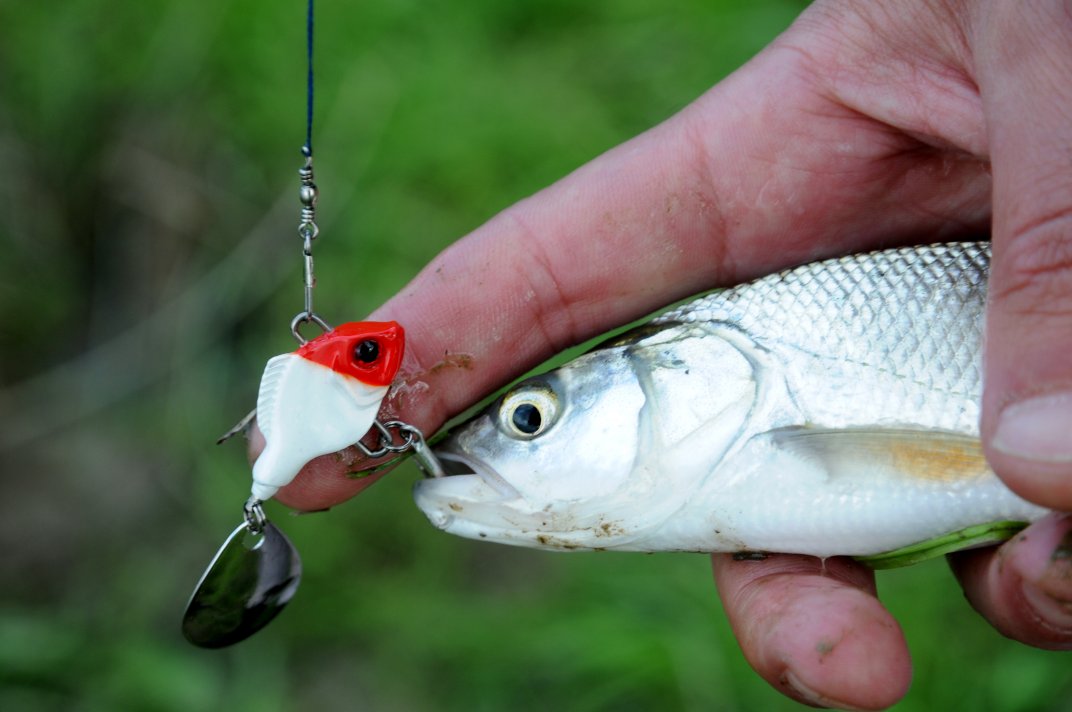 Small Asp On Lure Small Asp On Lure