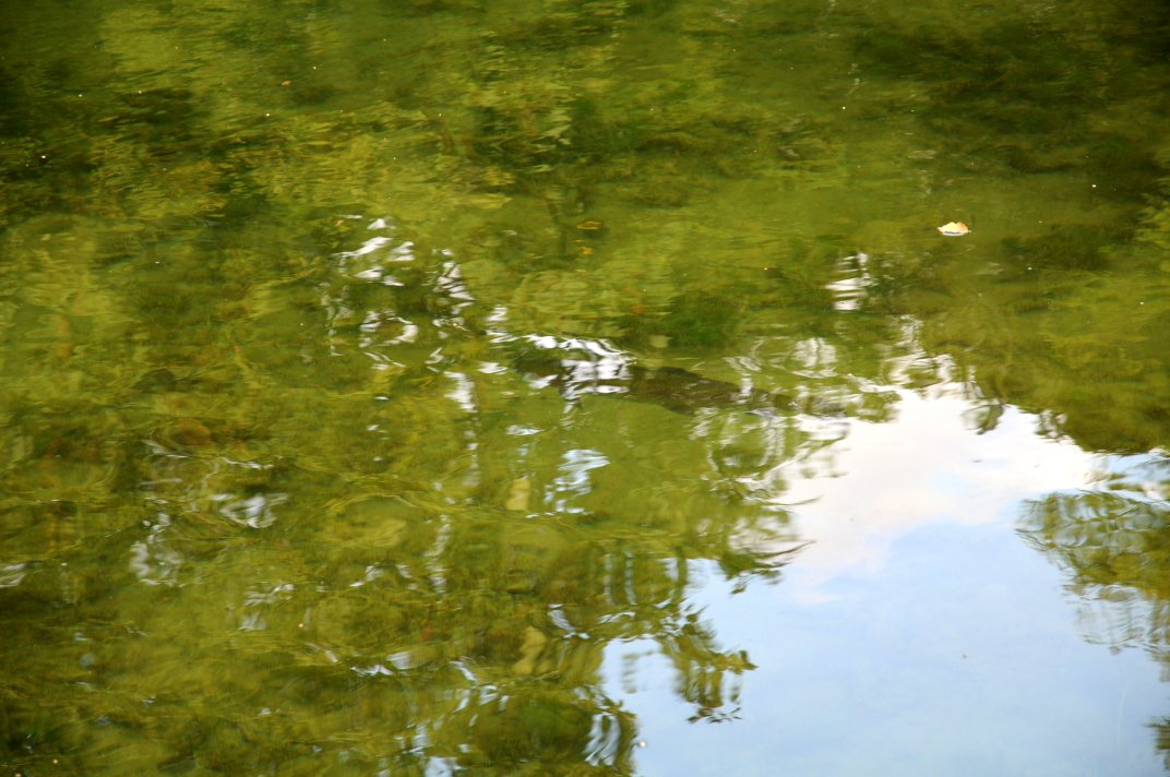 Trout In Clear Water.jpg