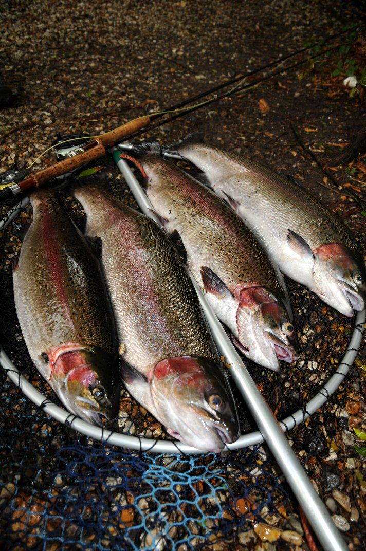 Typical Avington 4 Fish Limit