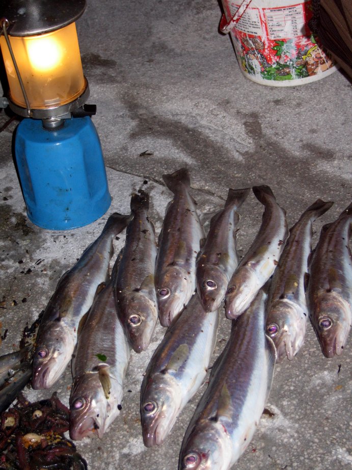 Whiting Hayling Island
