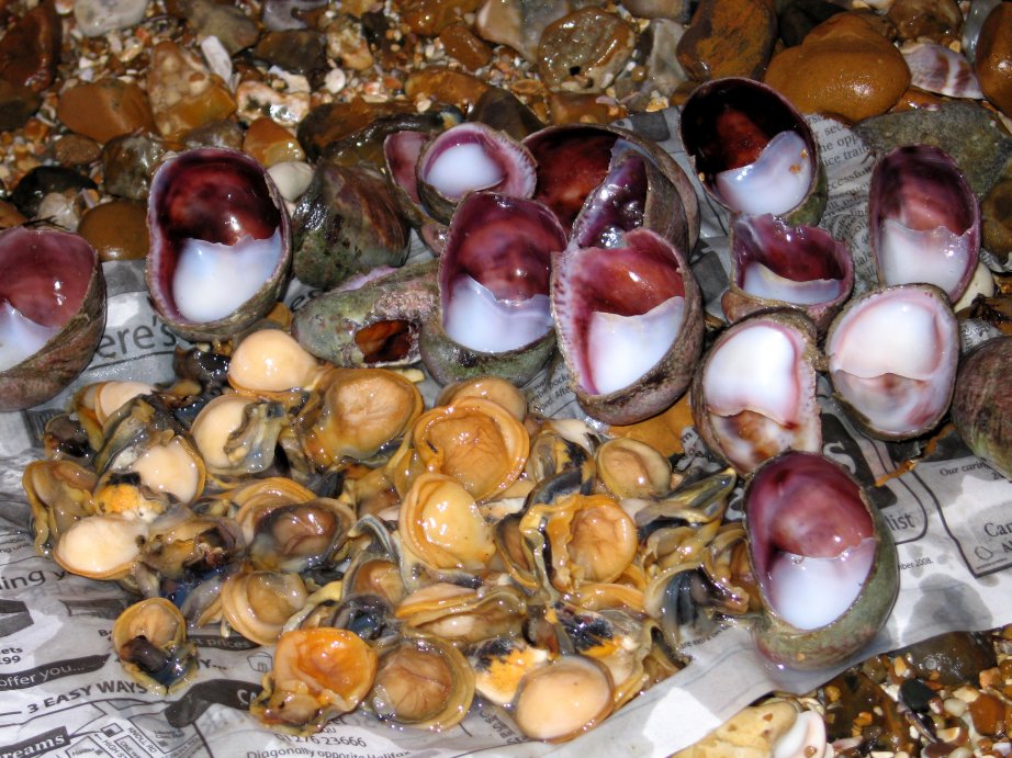 Slipper Limpets ready as bait Slipper Limpets ready as bait