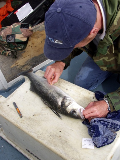 Tagging a Bass ready for release Tagging a Bass ready for release