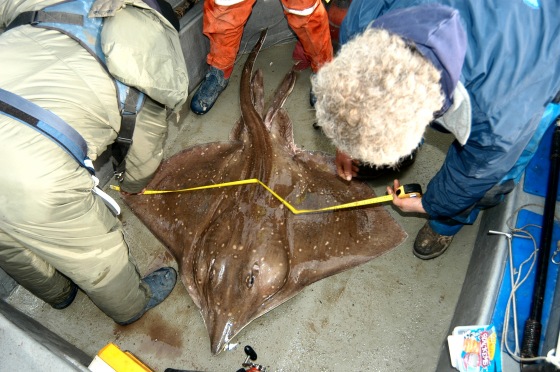 Measuring a Skate for Weight estimation Measuring a Skate for Weight estimation