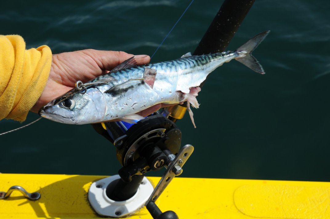 Dropped Shark Bait