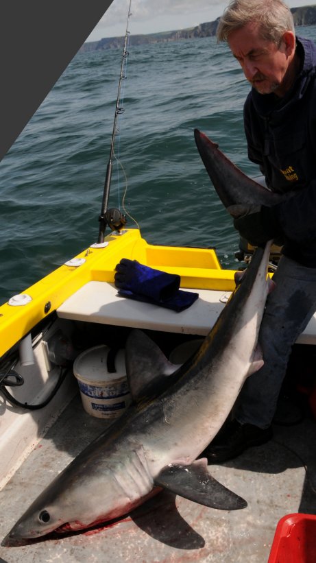 PW 170 lb Porbeagle