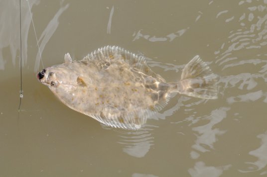 Flounder coming in Flounder coming in
