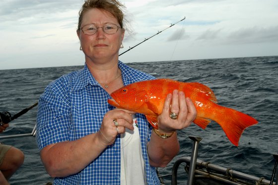 Dawn Coral Trout