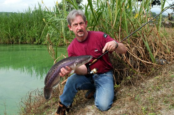 PW first Giant Snakehead PW first Giant Snakehead