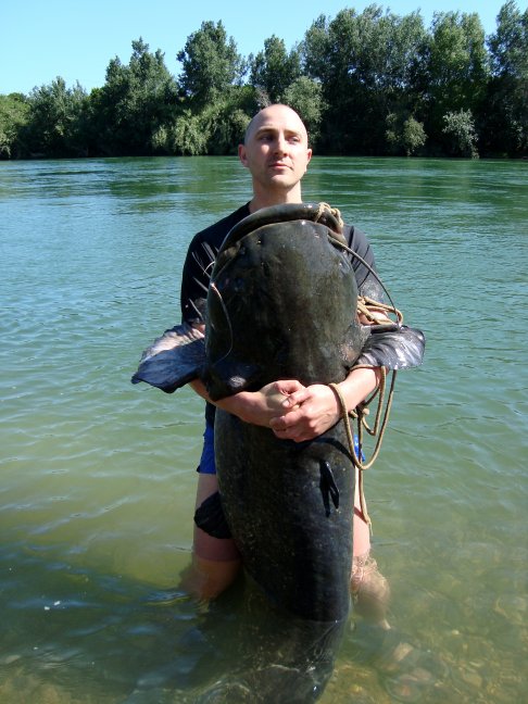 Big Ebro Catfish
