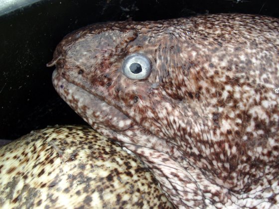 Moray Eel