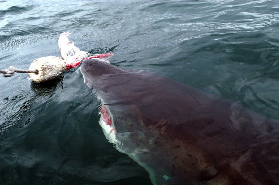 Great White