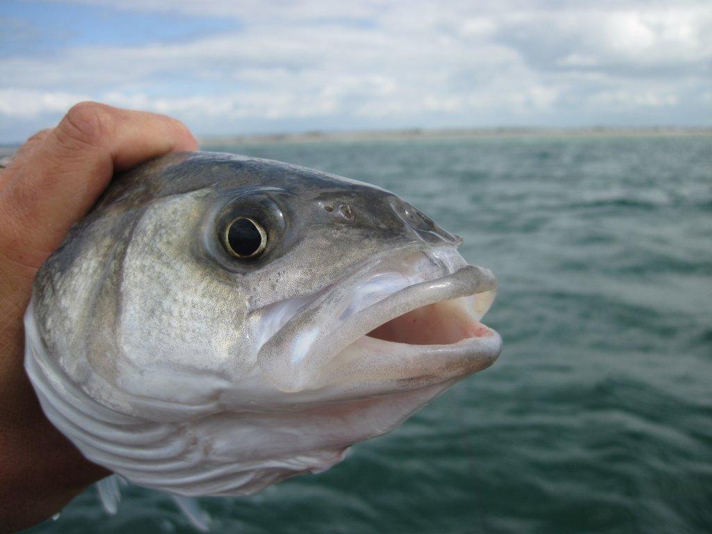 Bas Bass
