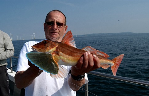 Mick Duff Gurnard on Gulp Mick Duff Gurnard on Gulp