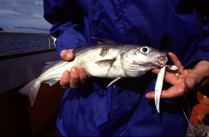 Haddock on Mackerel strip