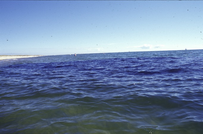 Dark patch of a bait shoal