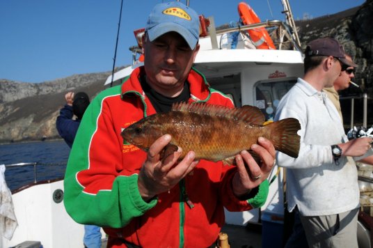 Jon Law ballan wrasse Jon Law ballan wrasse