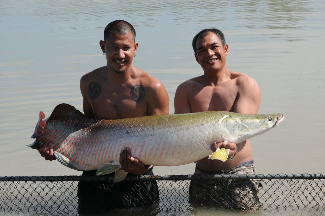 Arapaima