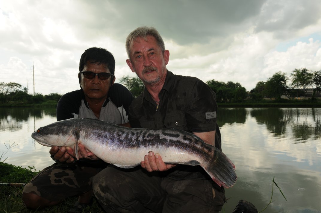 Phill Williams Giany Snakehead Phill Williams Giany Snakehead