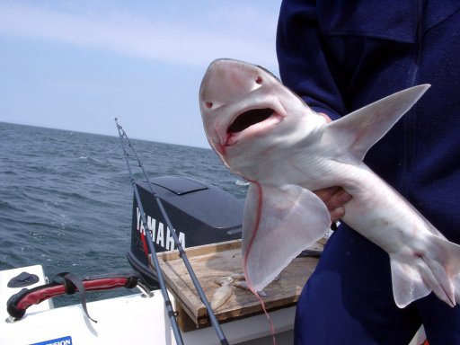 Inshore Smoothhound