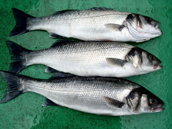 Trio of Lancashire Bass Trio of Lancashire Bass