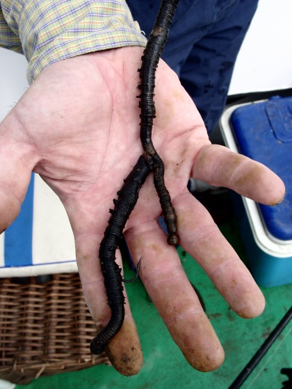 Black lugworm bait Black lugworm bait