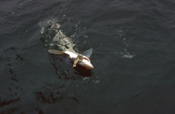Spurdog breaking surface