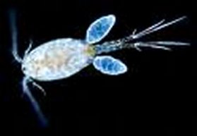 Copepod