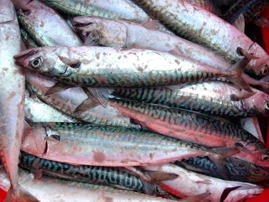 Mackerel Ready For Use