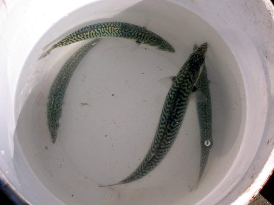 Live Mackerel In Bucket