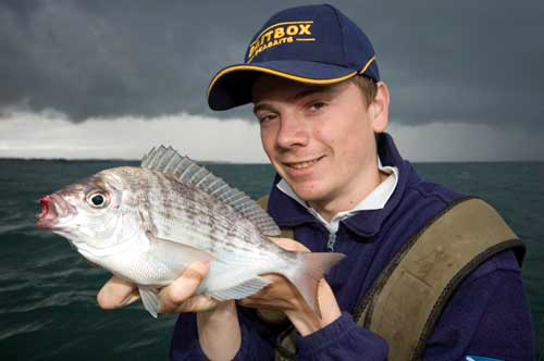 Black Bream