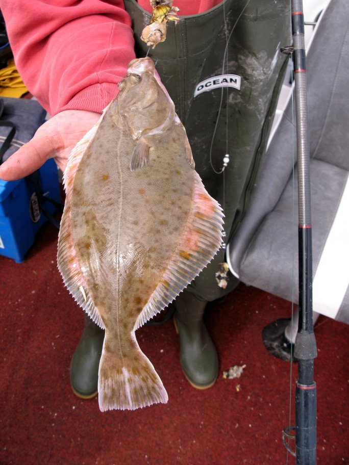 Mersey Flounder