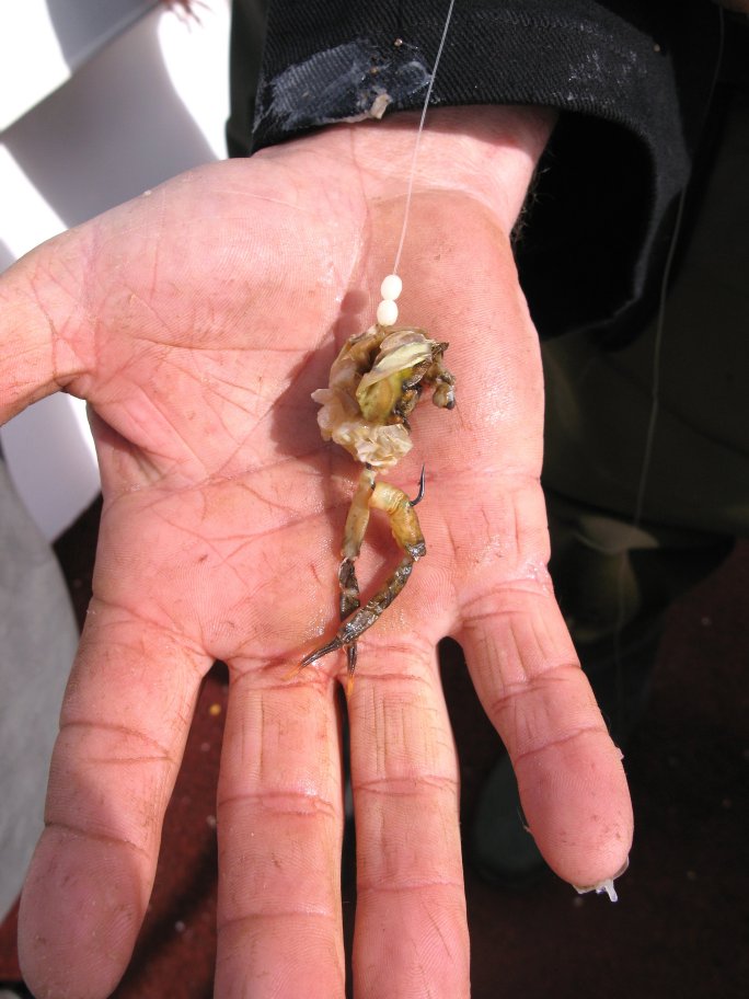 Peeler crab body and legs