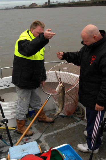 Cod for Rod Adamson