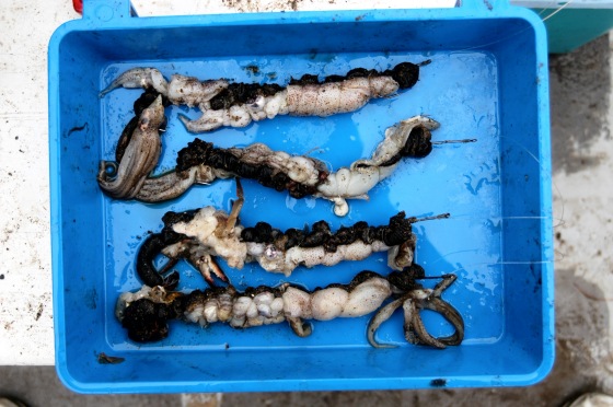 Mersey Cod Baits