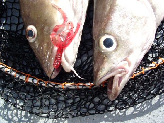 Cod & Pollack taken on multi-tail lure Cod & Pollack taken on multi-tail lure