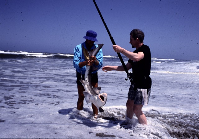 Catching the bait