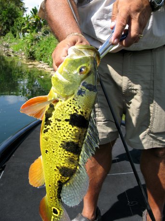 Peacock Bass