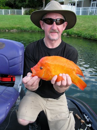 Phill, Midas Cichlid