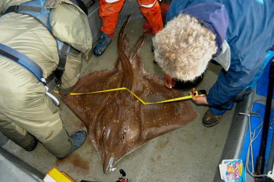 Weight estimation at sea