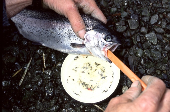 Spooning a Rainbow Trout