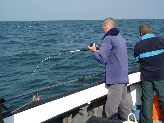 Pollack action of the wreck