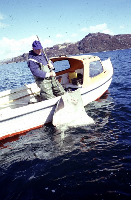 105 Pounder coming into boat