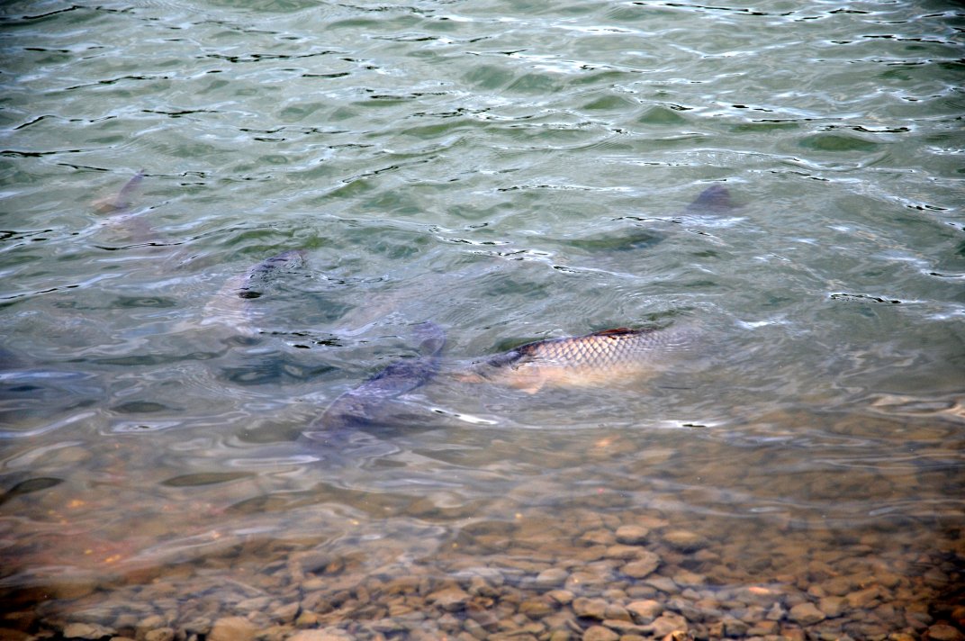 Carp Grubbing In Shallows