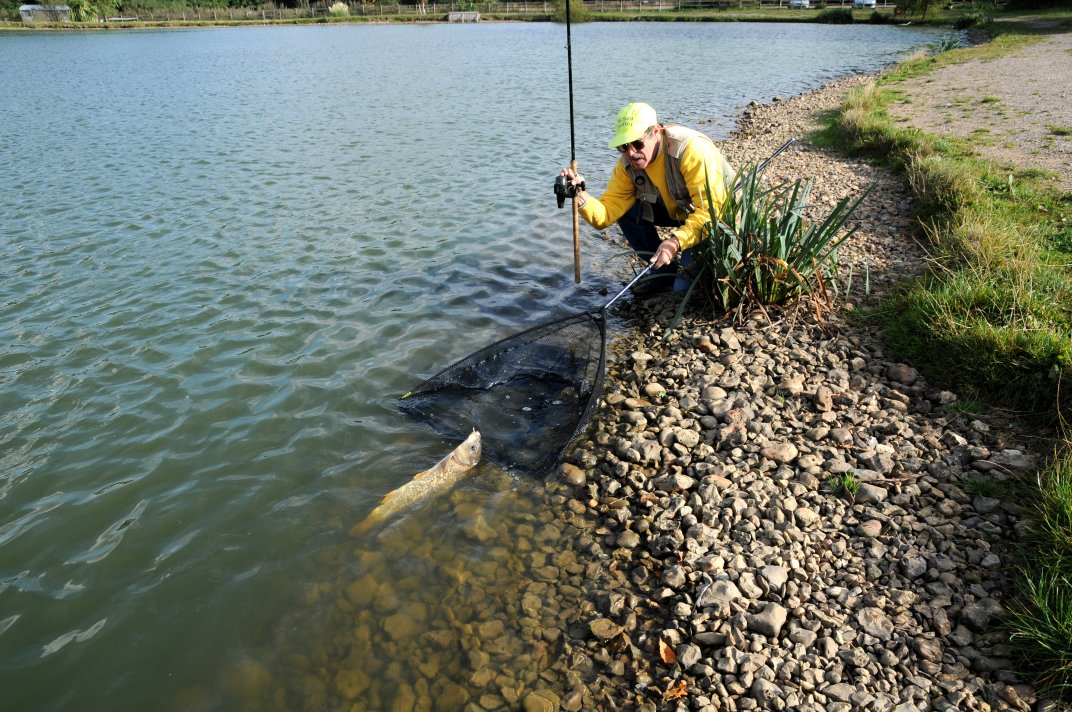 Carp At The Net