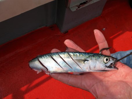 Tope Bait