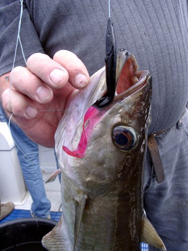 Pollack on black tail redgill